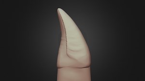 T. rex premaxillary tooth - 3D model by Fossil Models (@fossilmodels)