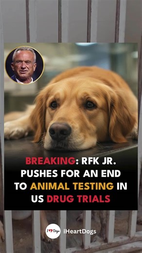 145K views · 9.7K reactions | Robert F. Kennedy Jr. has urged an end...