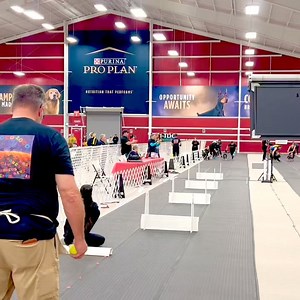 16K views · 101 reactions | Grab your earplugs, U-FLI Tournament of Champions is in the house! Flyball consists of a relay race between two teams of four dogs. Each dog must jump over four hurdles, retrieve a ball by triggering a box pedal and then return over the hurdles to the finish line. The United Flyball League International brings the action every October to the Purina Farms Event Center. Watch this incredible sport live at https://flyballscore.com/ | Purina Farms | Facebook