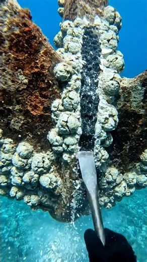 Crushing Barnacles: Deep Sea Restoration 🌊🔨