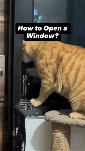 How to open a window #cat #funny #memes