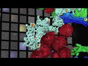 Replication of the coronavirus in 3D