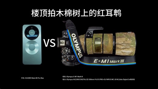 手持Mate80 Pro Max新机在楼顶打鸟，顺便和我的老伙计奥林巴斯比比看，差距到底有多大？