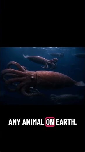 These are the biggest eyes on Earth, and they live in darkness.