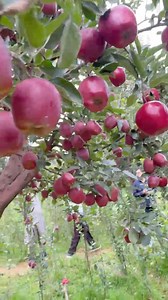 991 reactions · 83 shares | Budwood Available Phone Number 9103203450 #vision #applesetup | Kvf Kulgam | Facebook