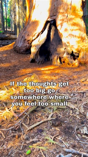 Travel Diaries | Nature | Travel Guide | Home to the largest trees on Earth by volume, the giant sequoias in Sequoia National Park can grow over 275 feet tall and live for 2,000+... | Instagram