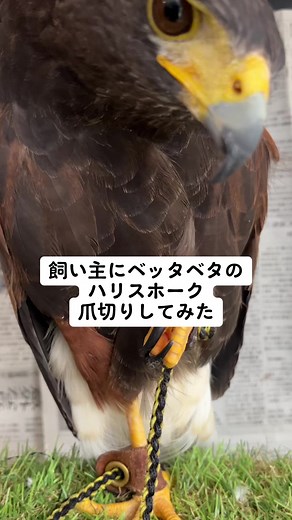 爪切り頑張るハリスホーク。嘴切るより爪切る方が嫌いなキール様🫢 #ハリスホーク #ハリスホークのいる生活 #猛禽 #猛禽類 #猛禽のいる生活