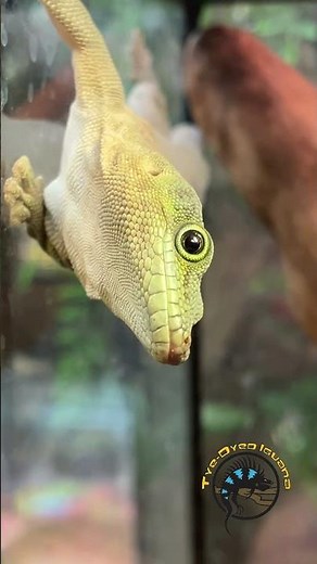 This Standing's day gecko is in an impressive spot! 🦎👀 #reptiles #daygecko #gecko #lizard #pets