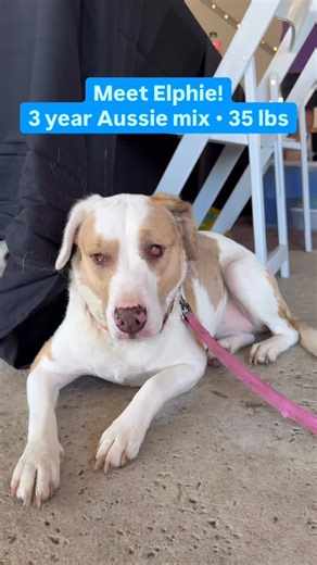 74 reactions · 21 shares | Meet Elphie  This 3-year-old Aussie mix...