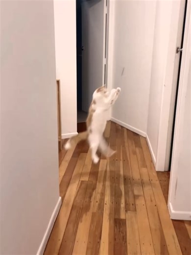 Cats and bugs #cat #funnycat #cutecat #fyp