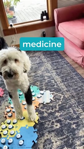 Sometimes we end up being more forgetful than our learners😃 We love seeing all kinds of success stories, so send your videos to us via DM or post a link in the comments for a chance for your story to be posted to the FluentPet page! #fluentpet | FluentPet