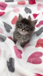 Little pre-Valentine of beep beep bluebird 💗💘 . The kittens turn 7 weeks tomorrow, but are very small for this age. That’s OK, it just means more time I get to spoil them. . 📝 Mama Lovey is still at the Animal Hospital. I have short videos in my stories from when I visited her yesterday. They’ll be putting in a feeding tube today, monitoring her. I’ll make a separate post later today with more details. . Thank you everyone for your continued good thoughts and prayers for mama to recover 🙏🏻�