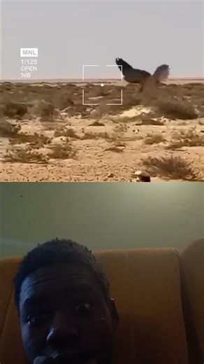 Falcon vs Chicken 🐔