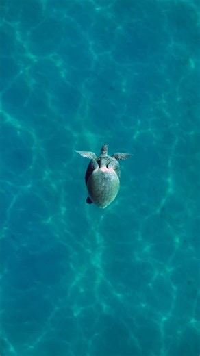 Ben Hicks on Instagram: "We are all just blips in time watching the beauty of what nature is all about for millions of years. #BeOceanMinded"