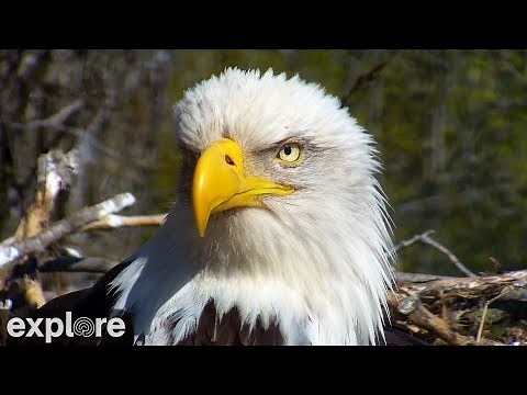 Decorah Eagles Cam - watch live footage of Bald Eagles | Explore.org