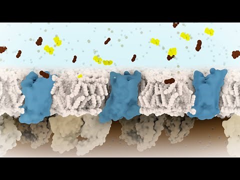 Caffeine and Adenosine: Antagonist and Agonist