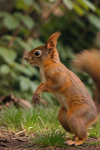5 Essential Squirrel Jump Techniques Every Enthusiast Needs