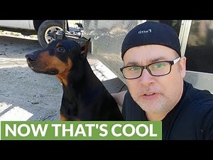 Are Doberman Pinschers dangerous dogs?