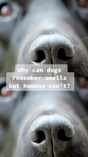 Seeker by The Verge on TikTok