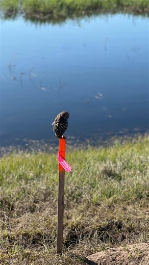 Ragle Art on Instagram: "Owl day is my favorite day of the week #fieldwork #environmentalscientist (actually too busy and fulfilled to be depressed rn) Feral Friends Showdon tn"