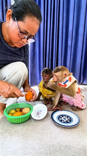 🌿 Baby Monkey Adventure in the Garden! 🐒💚 #MonkeyLife #Nature | Short MV