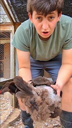 Why Is My Chicken Losing Feathers?