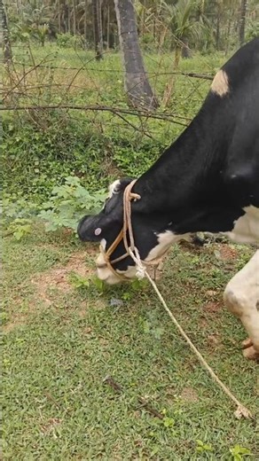 A crossbred cow is an animal that has purebred parents of two different breeds. Crossbreedi