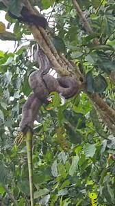 36K views · 160 reactions | Il est enorme ce serpent. #fypシviralシ2024 #fypシ゚viralシfypシ゚viralシalシ #animaux | Sauvage empire | Facebook