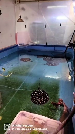 seems accurate #fish #aquarium #fyp #foryou