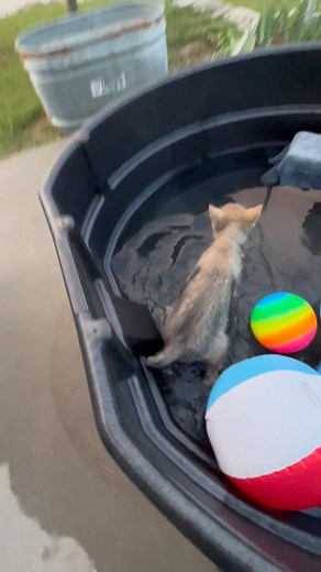 76 reactions | These two pups love the new tractor supply cow tank  | Rustic Retreat Deer Park | Facebook