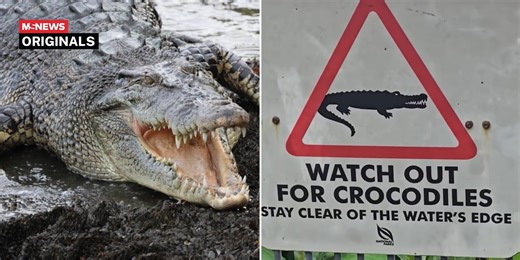 'Watch out for crocodiles': Large saltwater croc spotted on Sungei Buloh shore near warning sign