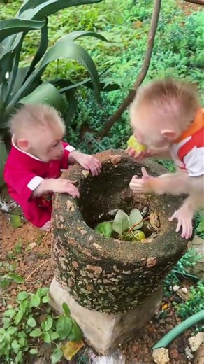 🐒❤️ Two Adorable Baby Monkeys Having So Much Fun Together! 😍