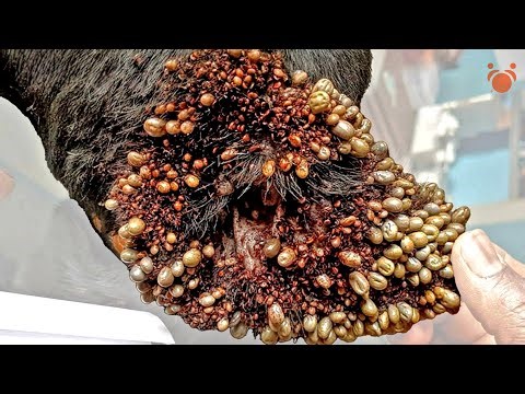 Incredible Attempt To Help Dogs Infested with Ticks & Parasites!
