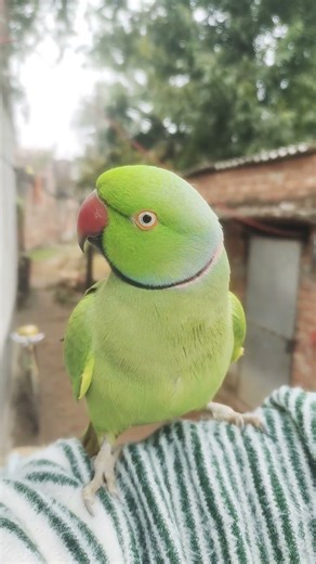 cute parrot voice video #parrot #talkingparot
