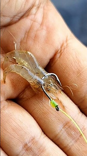 How to Install Shrimp Bait #shorts #fishing #tutorial