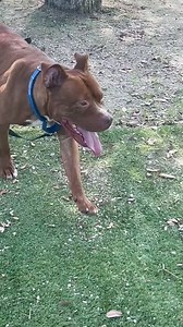 24K views · 1.1K reactions | ADOPTED! THANK YOU to the adopter(s)...