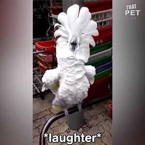 9.5M views · 153K reactions | We are 100% certain birds would make amazing talk show hosts. | Animal Tales | Facebook