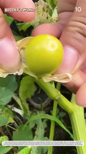 Ground Cherry Processing: How Hands Open Husks into Fresh Fruit