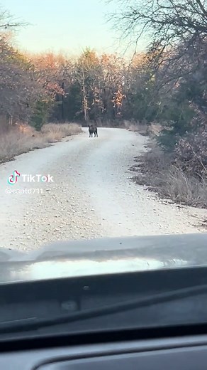 Wild Hog Hunting Adventures in North Texas