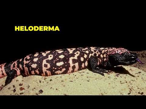 The Asian Water Monitor Is One of the Largest Lizards Still Thriving in the Wild