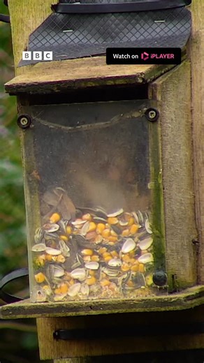 Ready for half an hour of wildlife camera action? 😍 We’ve been seeing lots of red squirrels! Join @hannahstitfall and one of Winterwatch’s brilliant researchers, Seth, as they chat through all of the action on our wildlife cameras! You can join Hannah and Seth at 6:30pm on @bbciplayer, followed by Winterwatch at 7pm on BBC Two! See you all then ⭐️ #Winterwatch ❄️ | BBC Springwatch
