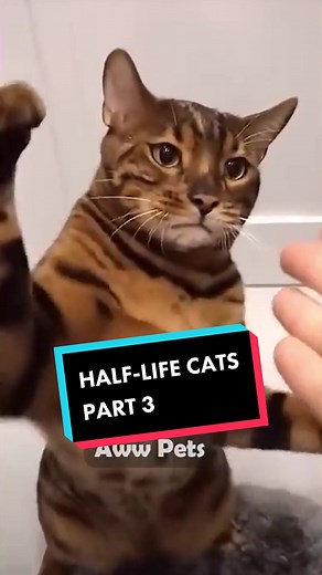 Half-Life Cats Part 3: Hilarious Memes and Sound Effects