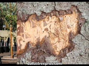 Dallas Tree Trimming Service