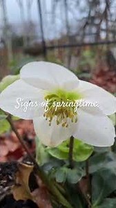 Spring watch 2026 #english #garden #gardenplants #cottage #spring # #gardenflowers #gardening