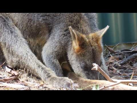 Adventures in Koala Conservation Park: Koalas, Wallabies, and More