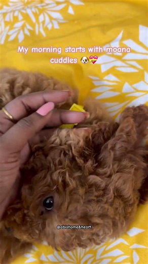 POV: Waking up to my little Moana 🐶💕 #toypoodle #dogshorts