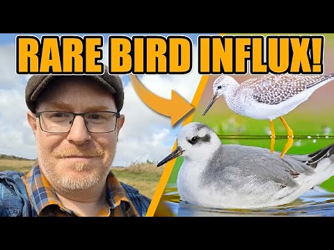 "From Norfolk to North Wales! | Chasing Rare Shorebirds & American Waders"