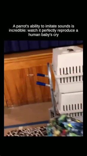 Explaining 🚀 on Instagram: "Parrots can imitate human speech because their brains are specially tuned to copy complex sounds. They don't just repeat noises at random. Parrots have developed vocal learning abilities that let them hear sounds, remember them and reproduce them with surprising accuracy—including words, laughter and even a baby's cry. In the wild, this skill helps parrots blend into their environment and communicate within the flock. In a human home, they simply apply the same abili