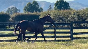 4.5K views · 355 reactions | Still got the moves! Jumble (I think rising 29?) had a wash this morning and a new paddock - he was feeling sprightly…  | EventStars Ltd | Facebook