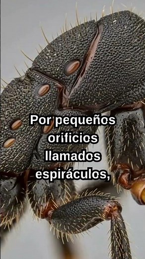 🐜 🐜 Cómo respiran las hormigas el secreto que casi nadie conoce #hormigas #sabiasque